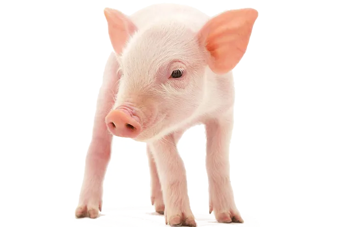 pig